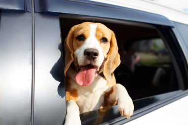 Mutlu bir av köpeği, dili dışarıda arabanın camından dışarı bakar. Köpek arabayla seyahat eder..