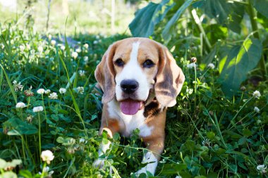 Av köpeği bir yaz otlağında yeşil çimlerin üzerinde yatıyor. Sıcak, güneşli bir gün.