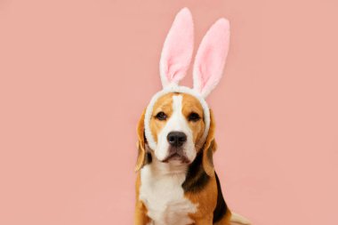 A beagle with large pink bunny ears on a soft pink background, ready for a cheerful celebration full of fun and surprises. Easter card. Copy space. clipart