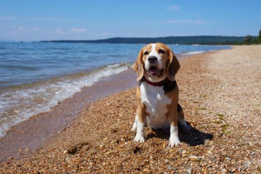 Sıcak ve güneşli bir günde, deniz kıyısının yanındaki kumsalda oturan sevimli bir av köpeği. Denizde bir evcil hayvanla yaz tatili.
