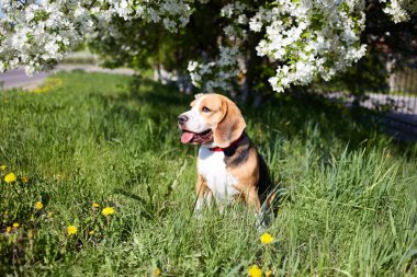 Bir av köpeği çimlerin üzerinde karahindiba ile güneşli bir açıklıkta çiçek açan elma ağacının altında oturur. Bahar arkaplanı.