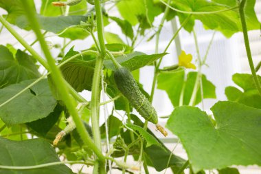 Yeşil salatalıklar bir serada yetişir. Sebze yetiştiren organik.