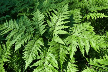 Bereketli yeşil eğrelti otları güneşli bir yaz öğleden sonrasında sık bir ormanda gelişir.. 