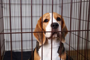 Kafesteki av köpeği. Hayvanların korunması ve güvenli bir şekilde taşınması için kablo sandığı 