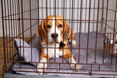 Beagle köpeği kafeste yatıyor. Hayvanların korunması ve güvenli bir şekilde taşınması için kablo sandığı 