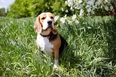 Güneşli bir günde parkta çiçek açan bir elma ağacının altında oturan av köpeği. Bahar arkaplanı.