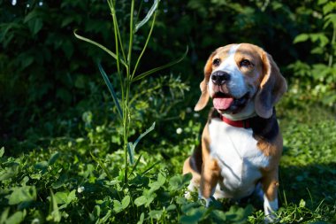 Güneşli bir günde yeşil çimlerde oturan bir av köpeği..