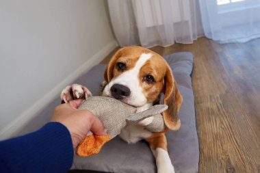 Beagle köpeği evinde, yatağında oyuncağıyla canlı bir oyun oynuyor..