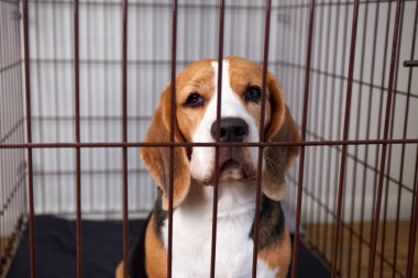 Kafesteki av köpeği. Hayvanların korunması ve güvenli bir şekilde taşınması için kablo sandığı 