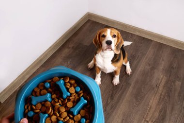 Bir av köpeği yerde oturur ve bir kase kuru yiyeceğe bakar. Beslenmeyi bekliyor. Bir hayvanı yavaş beslemek için özel bir kase, evcil hayvandaki aşırı ağırlığı önlemek için. Üst görünüm. 