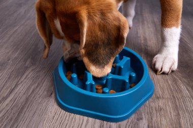 Bir av köpeği, hayvanı yavaş beslemek için özel bir kaseden kuru yiyecekler yer ve evcil hayvandaki aşırı ağırlığı önler..