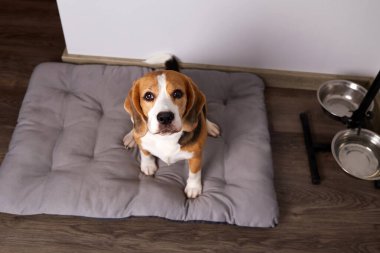 Beagle dog rahat bir ev ortamında yumuşak bir yatakta oturur. Yakınlarda yiyecek ve su dolu kaseler var. Kameraya bakıyorum. Yukarıdan görüntüle.