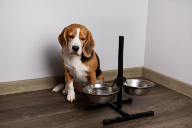 Bir av köpeği yemek kaselerinin yanında oturup beslenmeyi bekler..