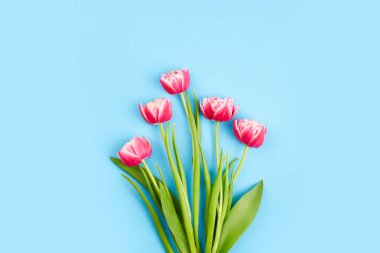 Mavi arka planda bir buket pembe lale. Kopya alanı olan tebrik kartı. Üst görünüm. 