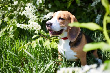 Beagle köpeği yeşil çimlerin üzerinde oturuyor. Çiçekli kiraz ağacının yanında. Evcil bir hayvanın olduğu bir bahar kartı.