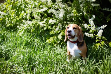Bir av köpeği çiçek açan kiraz ağacının yanında yeşil çimlerin üzerinde oturuyor. Evcil bir hayvanın olduğu bir bahar kartı.