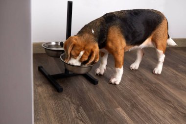 Bir av köpeği kaseden kuru yiyecek yer..