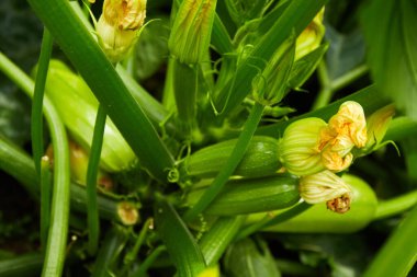 Genç kabak bahçede yetişiyor. Organik sebze bahçesi.