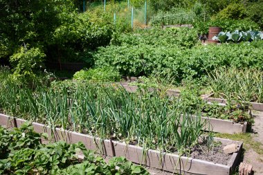 Organik sebze bahçesi: güneşli bir yaz gününde soğanlı, çilekli, sarımsaklı ve diğer sebzeli yataklar.