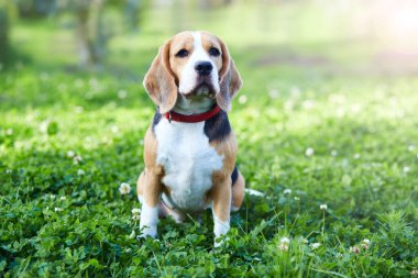 Bir av köpeği yaz otlağının yeşil çimlerinde oturur..