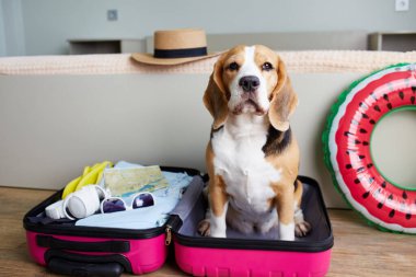 Denizde bir yaz tatili için bavulun başında bir av köpeği. Yatak odasının içi. Seyahat kavramı
