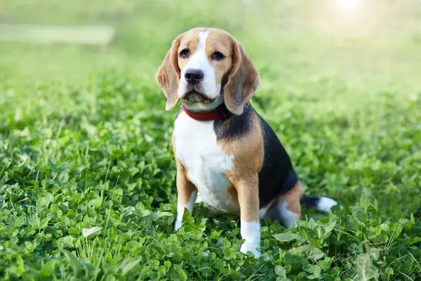 Bir av köpeği yaz otlağının yeşil çimlerinde oturur..