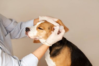 Veteriner, av köpeğinin kulaklarına iğne yapar. Veteriner kliniğinde hayvan bakımı, muayene ve tedavi. 