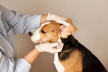 Veteriner, av köpeğinin kulaklarına iğne yapar. Veteriner kliniğinde hayvan bakımı, muayene ve tedavi. 