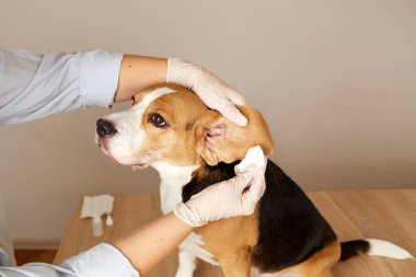 Veteriner, av köpeğinin kulaklarını peçeteyle temizliyor. Hayvan bakımı. 
