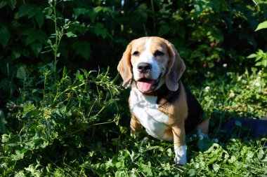 Güneşli bir günde yeşil çimlerde oturan bir av köpeği..
