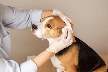 Veteriner, av köpeğinin kulaklarını peçeteyle temizliyor. Hayvan bakımı. 