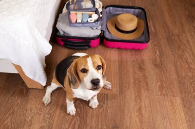 Yaz tatili için bavulun başında bir av köpeği. Yatak odası ya da otel odası. Seyahat kavramı. Üst görünüm 