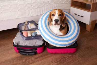 Bir av köpeği, içinde bir şeyler olan bir bavulun içinde oturur ve yaz tatili için yüzen şişme bir daire. Yatak odasının içi. Seyahat kavramı.