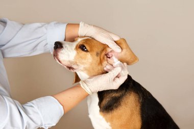 Veteriner, av köpeğinin kulaklarına iğne yapar. Veteriner kliniğinde hayvan bakımı, muayene ve tedavi. 