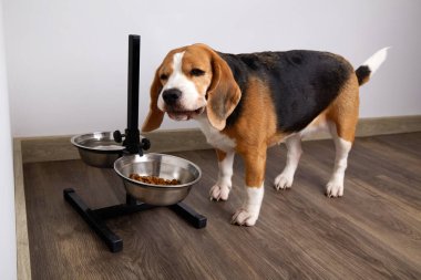 Bir av köpeği bir kaseden kuru yiyecek yer. İki kase su ve yemek, boyun ve omurgadaki yükü azaltmak için tezgahta..