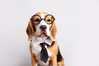 Yuvarlak camlı bir av köpeği ve izole edilmiş bir arka planda kravat. Eğitim kavramı, okula geri dönmek.. 