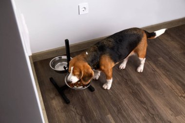 Bir av köpeği bir kaseden kuru yiyecek yer. İki kase su ve yemek, boyun ve omurgadaki yükü azaltmak için tezgahta. Üst görünüm.