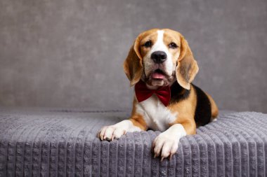 Kırmızı papyonlu akıllı av köpeği yatakta yatıyor. Okul konseptine dönelim..