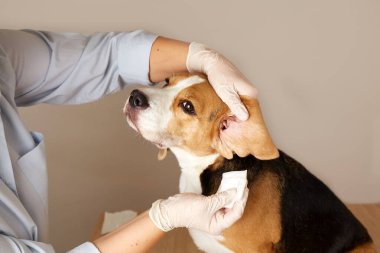 Veteriner, av köpeğinin kulaklarını peçeteyle temizler. Veteriner kliniği, hayvan bakımı..