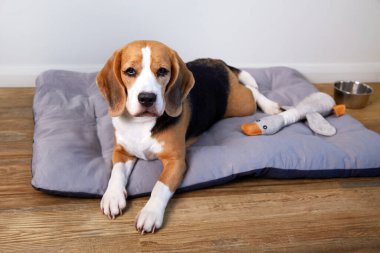 Köpek yatağında rahat bir oyuncakla rahat bir ev ortamında av köpeği.. 