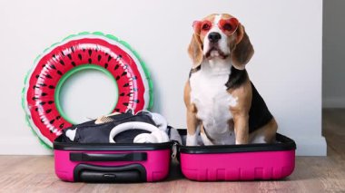 Güneş gözlüğü takan av köpeği yaz tatili için bir bavulun içinde duruyor. Seyahat kavramı. 