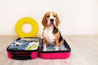 Denizde bir yaz tatili için bavul ve aksesuar taşıyan bir av köpeği 