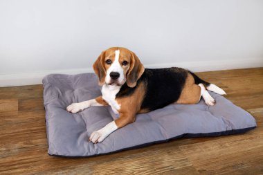 Bir av köpeği rahat bir ev ortamında yumuşak bir köpek yatağında yatar..