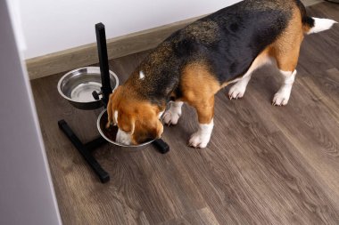 Bir av köpeği bir kaseden kuru yiyecek yer. İki kase su ve yemek, boyun ve omurgadaki yükü azaltmak için tezgahta. Üst görünüm.