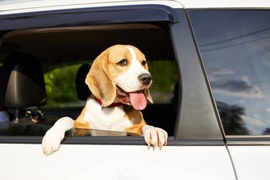 Tatlı av köpeği arabanın camından dışarı bakıyor. Köpek arabayla seyahat eder.. 
