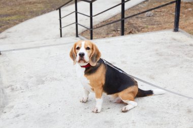 Tasma takan bir av köpeği, parktaki bir merdivenin yanındaki beton geçitte dinleniyor. Hava bulutlu, bulutlu bir günü işaret ediyor..