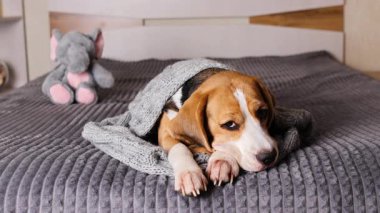 Gri örgü battaniyenin altında bir av köpeği yatar. Konforlu ev ortamı. 