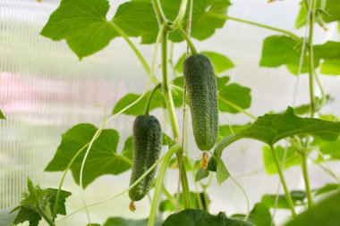 Yeşil salatalıklar bir serada yetişir. Sebze yetiştiren organik.