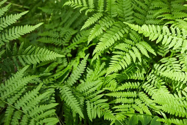 Titrek eğreltiotları orman zeminine yayılmış sıcak bir yaz öğleden sonrasında güneş ışığının tadını çıkarıyordu. Yeşillik, barışçıl ortamı daha da güzelleştiriyor, doğa severler davet ediliyor..