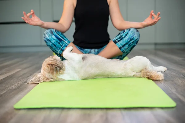 Woman practicing yoga exercises with pet, during yoga meditation with dog puppy, training on mat with animal. Mental health, mental balance, time for herself, stress relief, mind fullness concept.